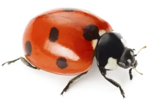 ladybug